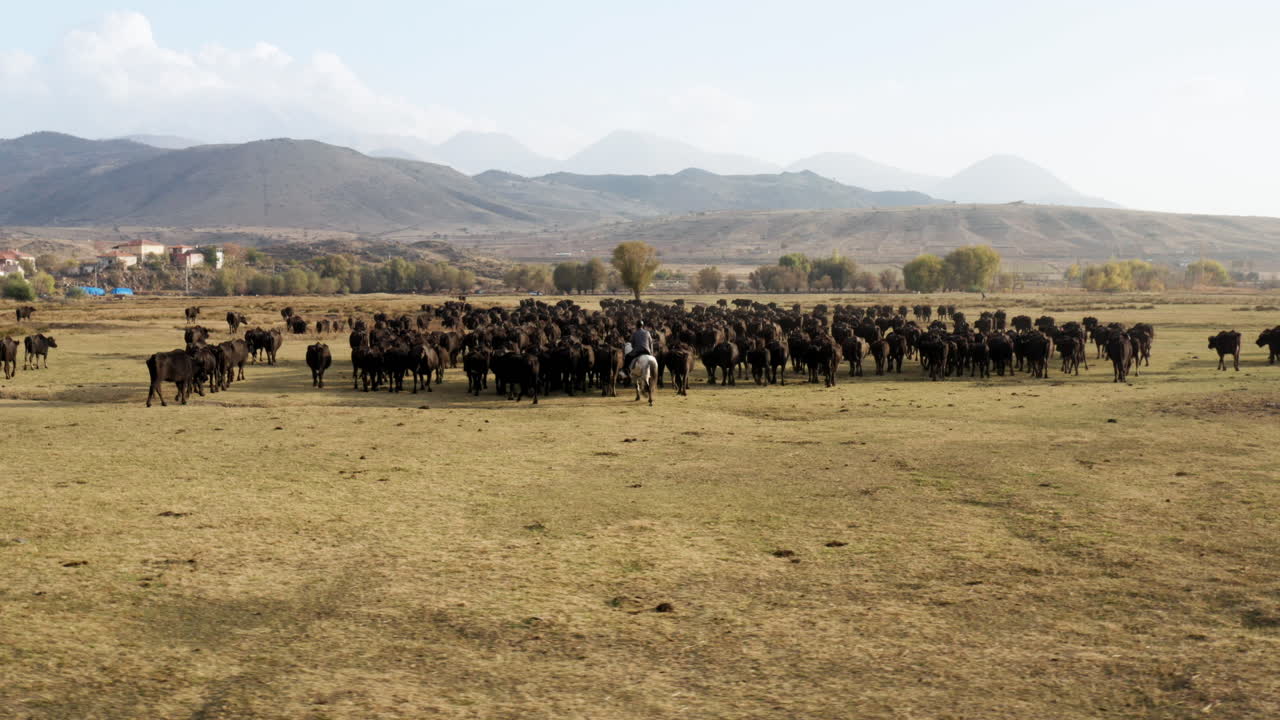 Contadino con un bastone a cavallo che riporta il suo bestiame a casa dopo aver pascolato in Turchia