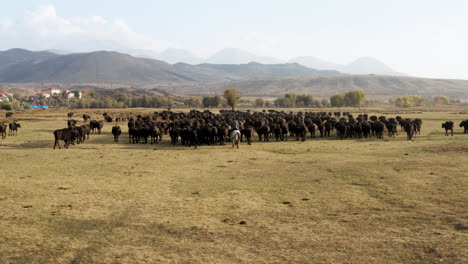 farmer with stick riding horse and taking his cattle back home after grazing in the pasture in turkey