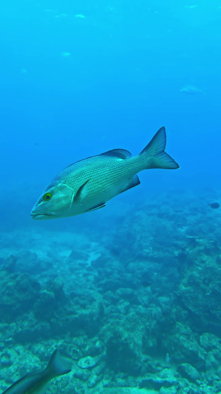 Pesci Lutjanus Bohar e Pesci Sergente Maggiore che nuotano sopra le barriere coralline sotto il profondo mare blu a Okinawa, Giappone. - Ripresa subacquea.