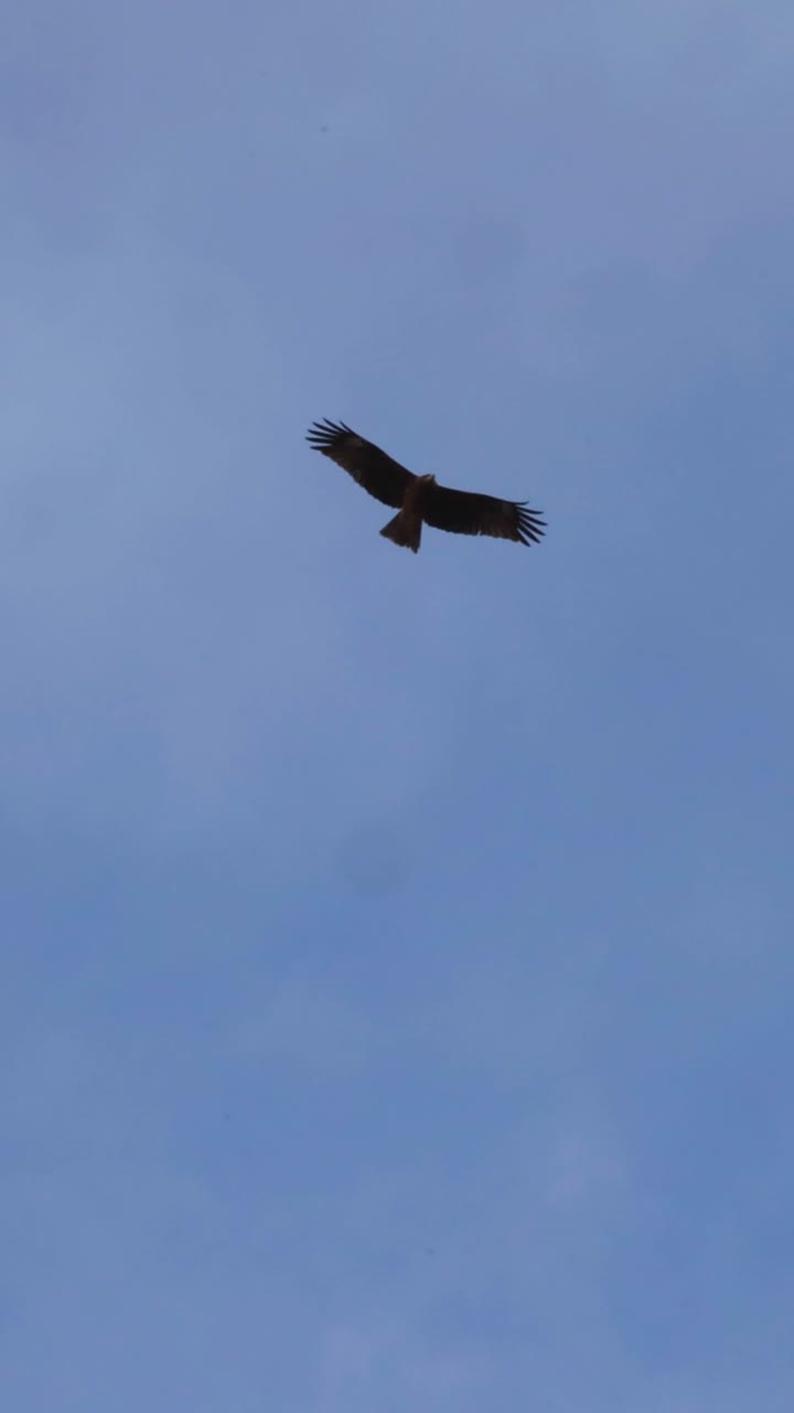 un solo pájaro deslizándose a través de un cielo nublado