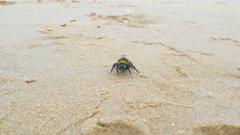 Große-Erschöpfte-Und-Müde-Hummel-Wandert-Am-Sandstrand-1