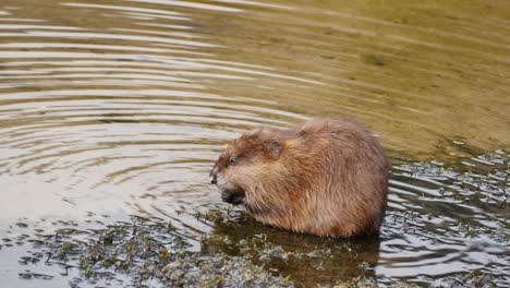 Un-Coipo-Empujando-Algas-En-Su-Boca-En-Las-Aguas-Poco-Profundas-De-Un-Lago-Colorado