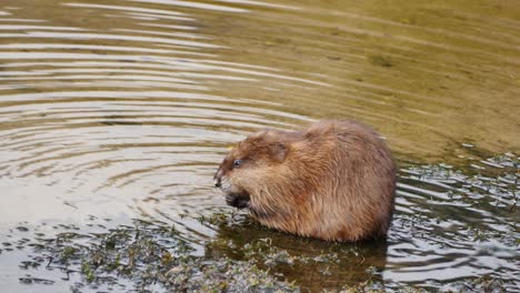 un coipo empujando algas en su boca en las aguas poco profundas de un lago de colorado