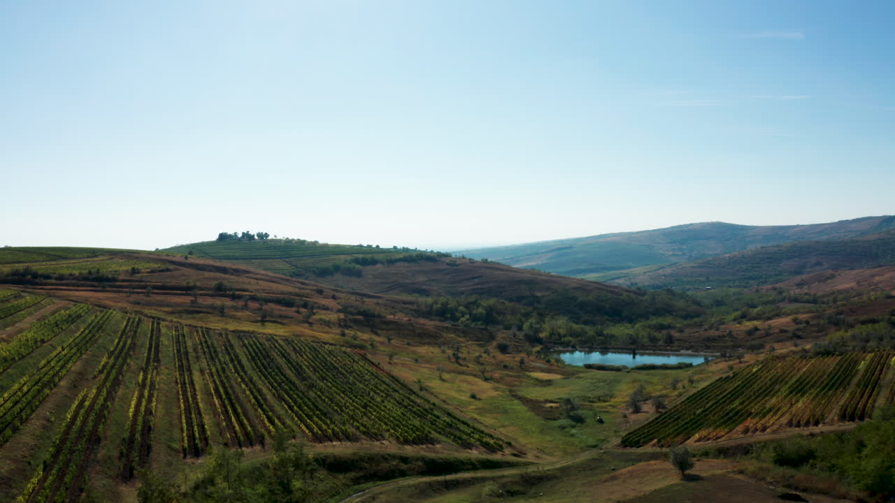 Ripresa aerea di un bellissimo vigneto rurale.