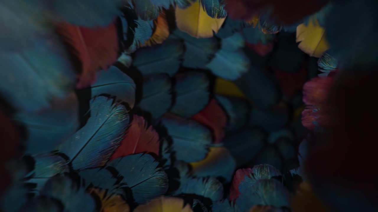 Macaw Feather Tunnel Animation Loop