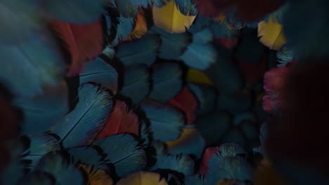 macaw feather tunnel animation loop