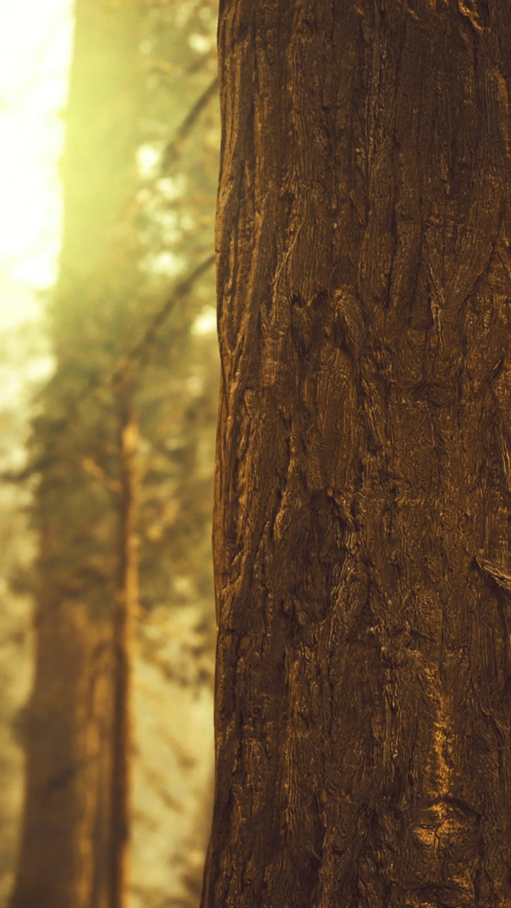 Tree bark in sunlight with forest background during early evening hours