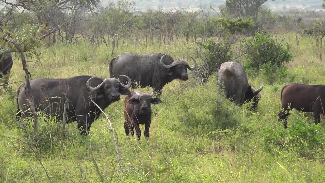 Herd of African Buffalo Grazing in the Savannah