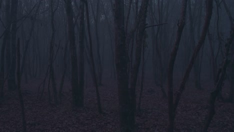 Walking-into-dense-scary-foggy-magical-dark-forest,-motion-forward-and-viewing-around