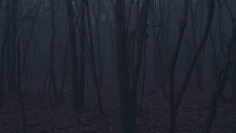 walking into dense scary foggy magical dark forest, motion forward and viewing around