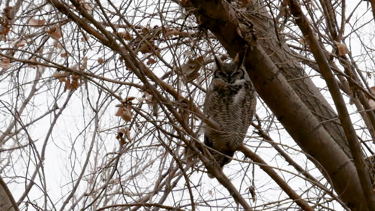 gran búho cornudo encaramado en un árbol en invierno - disparo estático cercano