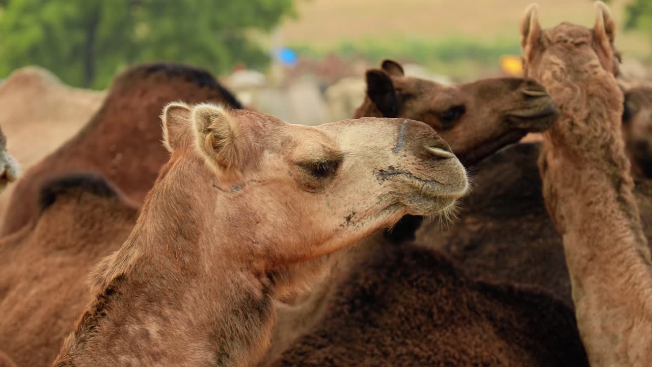 camellos en la feria de pushkar, también llamada feria de camellos de pushkar o localmente como kartik mela es una feria anual de varios días de ganado y cultural que se celebra en la ciudad de pushkar, rajasthan, india.