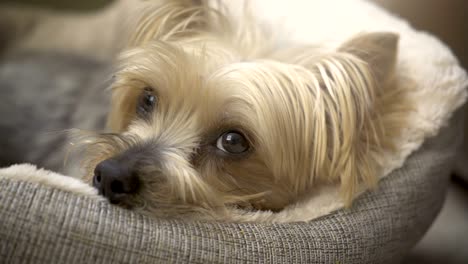 cute yorkshire terrier dog sleeping in dog bed.