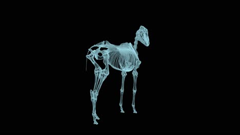 skeleton structure of horse in x-ray mode