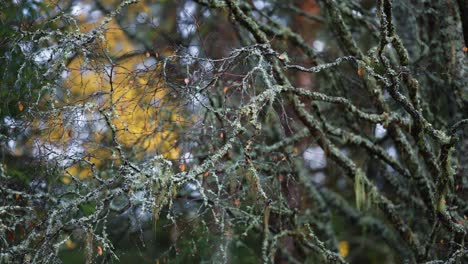 tangled, gnarled, and of mossy branches of the birch tree with golden fall foliage faintly glowing in the background