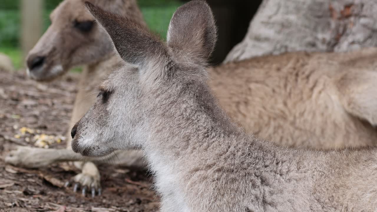 Kangaroo relaxes and looks around in natural habitat