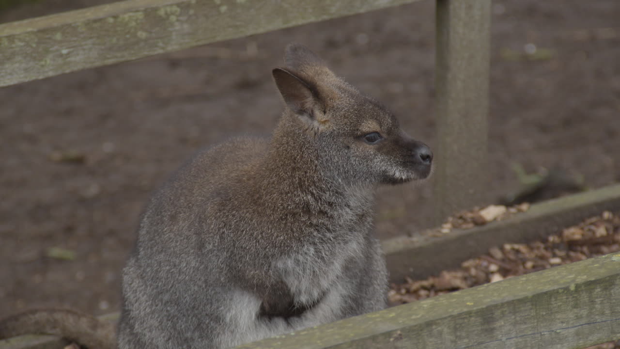 retrato de wallaby de bennett mirando a su alrededor