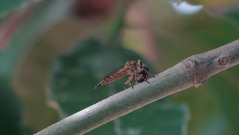 libélula devorando lentamente una mosca en una rama