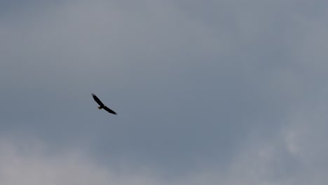 Un-águila-Calva-Volando-En-El-Cielo-Nublado-Buscando-Su-Próxima-Comida