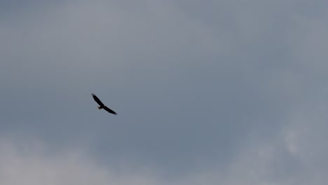 Ein-Weißkopfseeadler,-Der-Am-Bewölkten-Himmel-Herumfliegt-Und-Nach-Seiner-Nächsten-Mahlzeit-Sucht