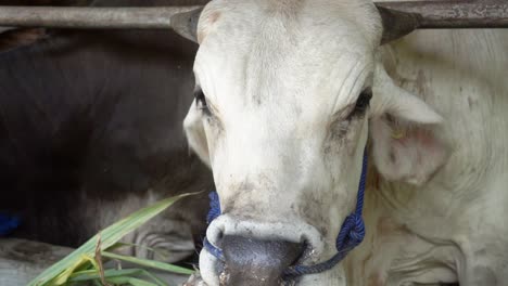 close up of a herbivore cattle cow eating natural organic grass in a farm, food meat crisis concept