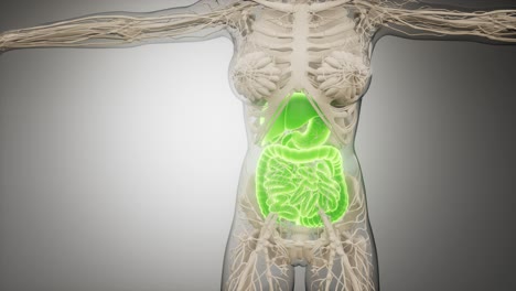 human digestive system parts and functions