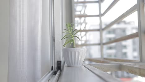 Pequeña-Planta-En-La-Ventana-Tomando-El-Sol