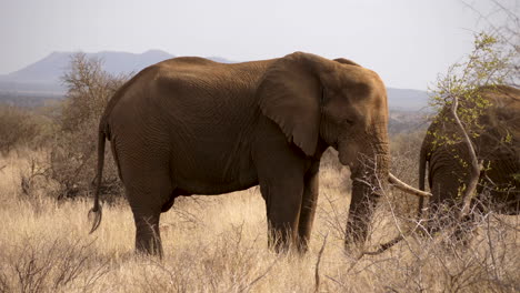 an elephant digs dirt with front paw in dry grassland, slow motion