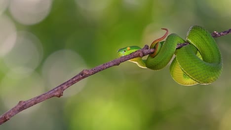 la víbora de labios blancos es una víbora venenosa endémica del sudeste asiático y a menudo se encuentra durante la noche esperando en una rama o rama de un árbol cerca de un cuerpo de agua con muchos alimentos
