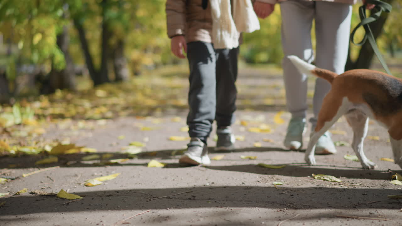 Lower angle of people walking dog on leash along path covered in fallen yellow leaves, dog stepping forward with energy and joy on crisp autumn day in vibrant forest setting