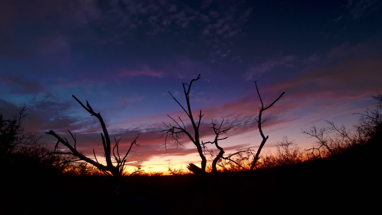 Beautiful Sunset Timelapse with a fallen tree in the foreground 4K