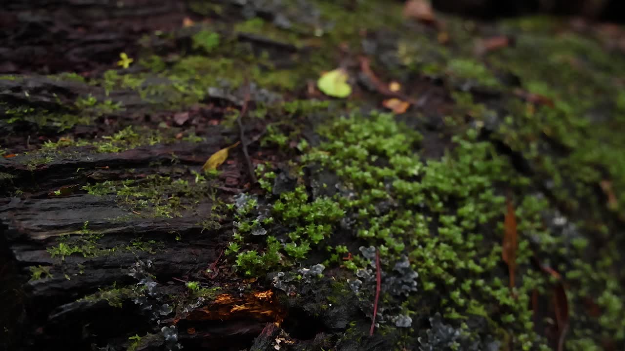 primer plano de musgo y hongos en un tronco