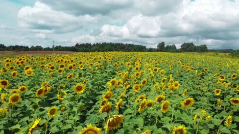 aerial: field of sunflowers located in eastern region of poland near the ukrainian border