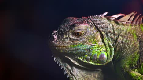 close-up of an iguana