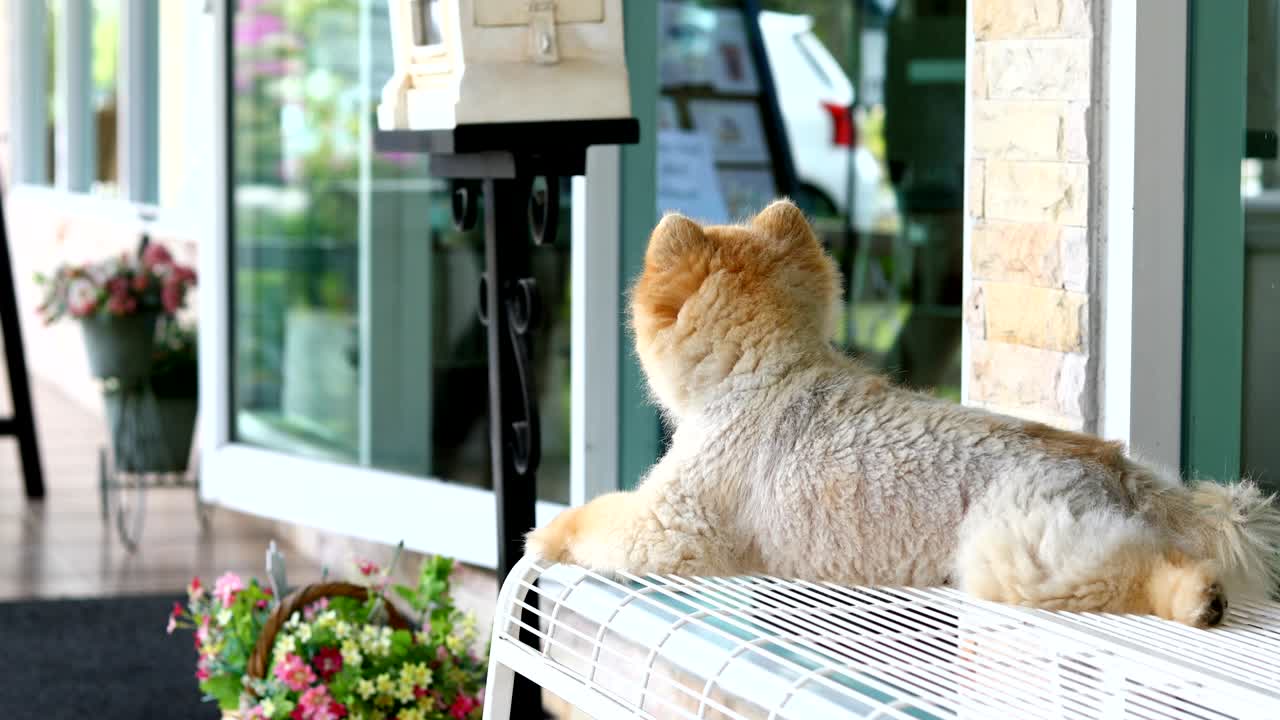 포메라니아 개가 의자에 앉아 주인을 기다리고 있다