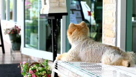 pomeranian dog sitting on chair waiting owner