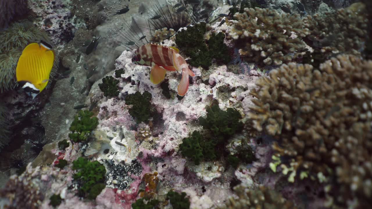 Vibrant Coral Reef with Diverse Marine Life and Striped Fish