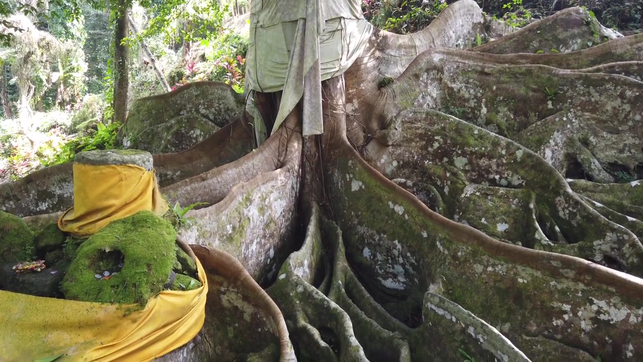 Antico albero di banyan sacro con radici massicce al Tempio di Goa Gajah a Bali, Indonesia