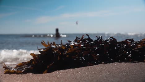 algas en una playa de arena frente al océano