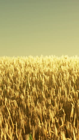 golden wheat field at sunset