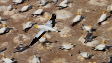 Ganet-bird-in-flight-over-large-nesting-colony,-Muriwai-New-Zealand