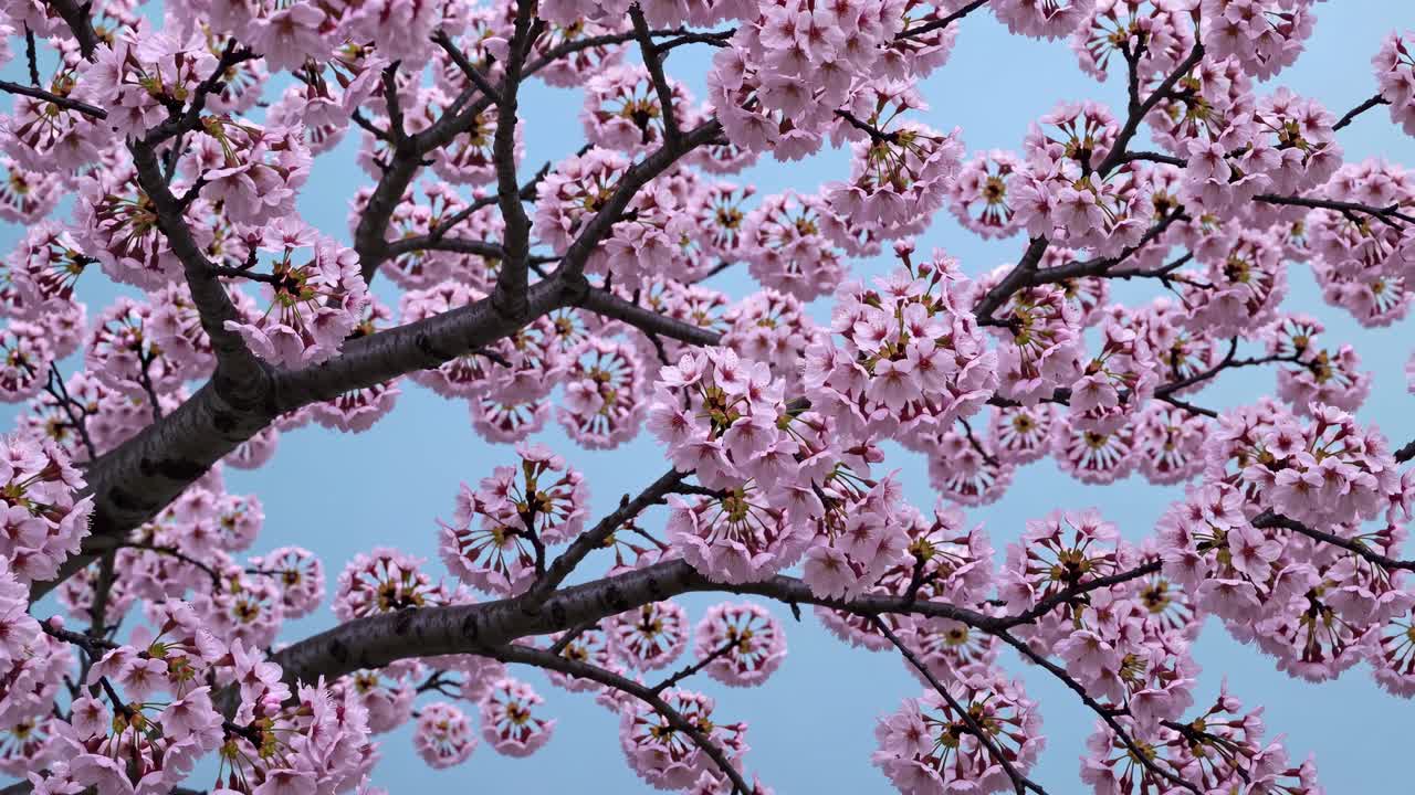 Un video cattura i fiori di ciliegio da una angolazione bassa, mostrando fiori rosa vibranti su uno sfondo limpido