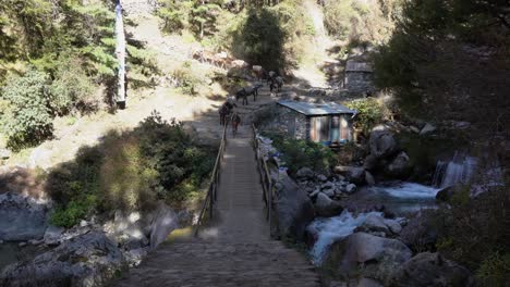 some pack horses come down a trail to cross a small bridge over a river on the everest base camp trail