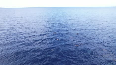 Toma-De-Drone-De-Delfines-Nadando-Temprano-En-La-Mañana-En-Playa-Kalki-En-Curazao