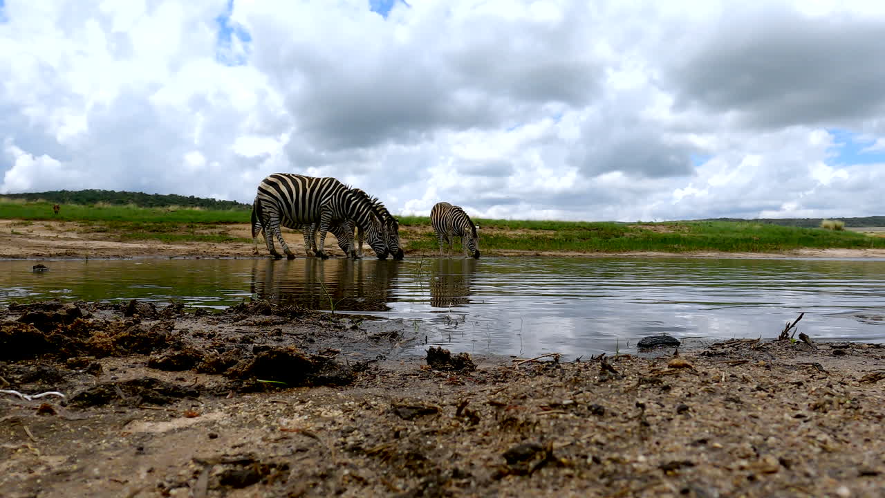 Group of Plains zebras dinking from natural waterhole, low angle POV