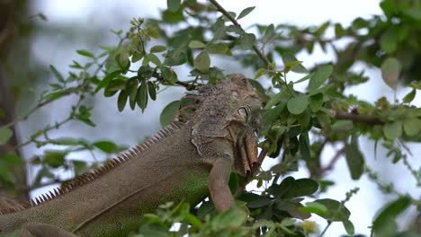 iguana with green belly eating leaves while sitting on a tree branch