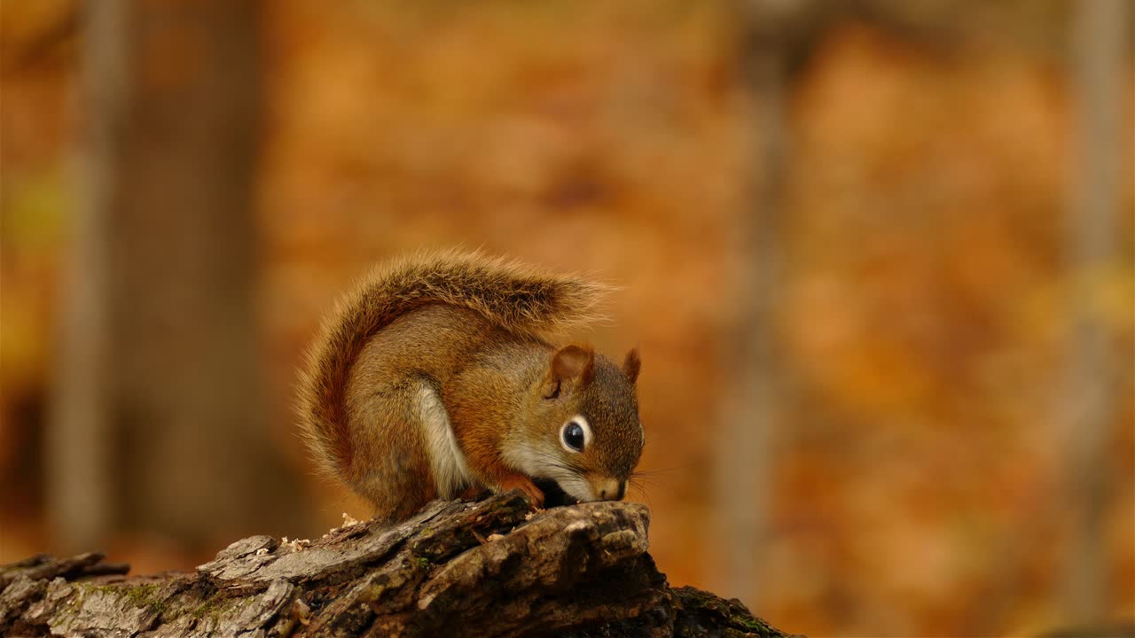 linda ardilla roja comiendo en una rama de pino contra el fondo bokeh de la paleta de colores otoñales