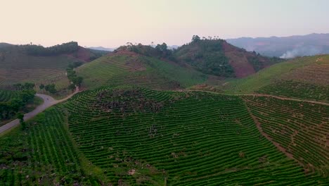 Aerial-over-a-young-coffee-plantation-on-hillsides-in-Coban-Guatemala-4