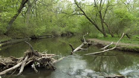 rising reveal of small forest river waterfall