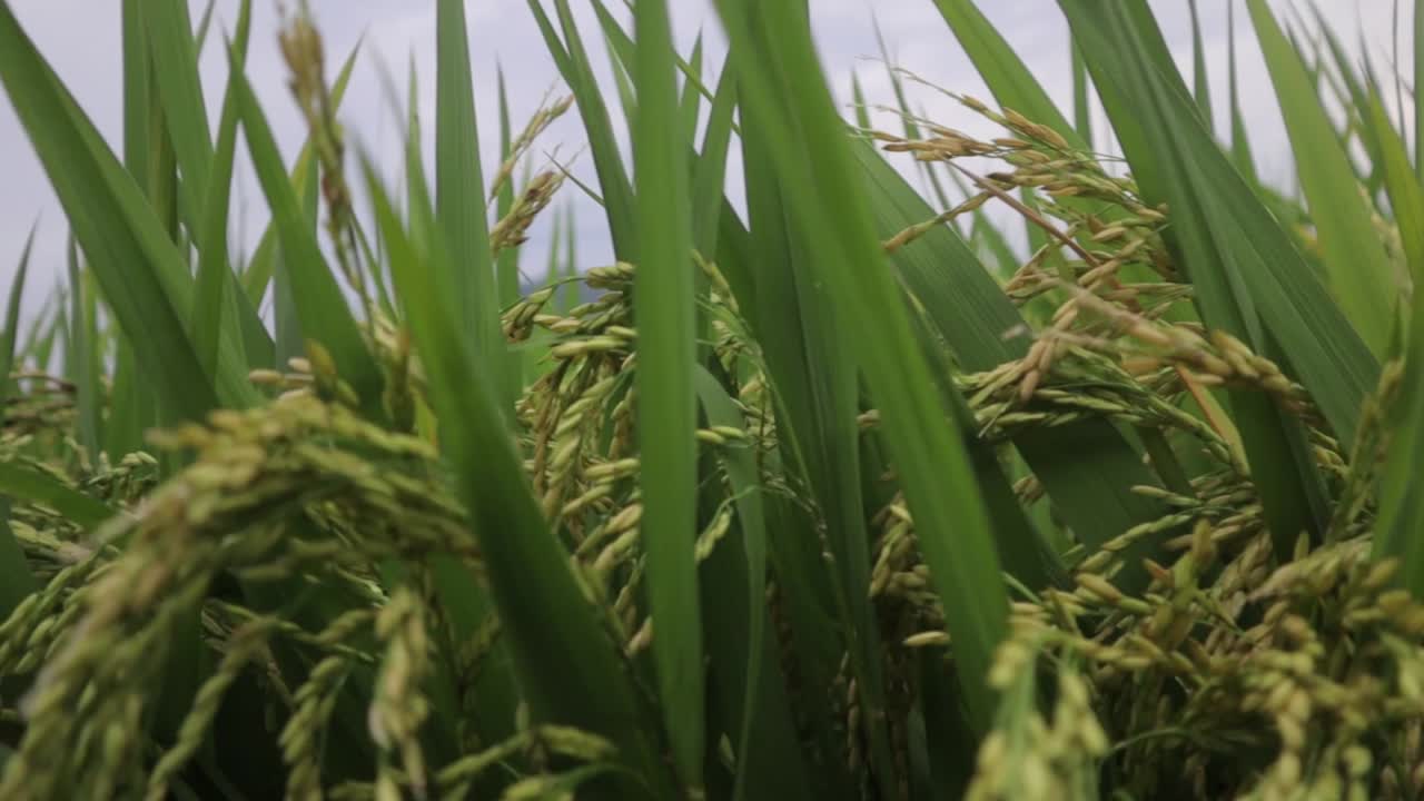 close up on rice plant in plantation